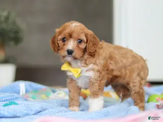 Cavapoo dogs for sale: Max - Ad 2