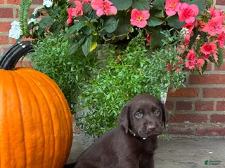 Labrador Retriever dogs Molly - Ad 42
