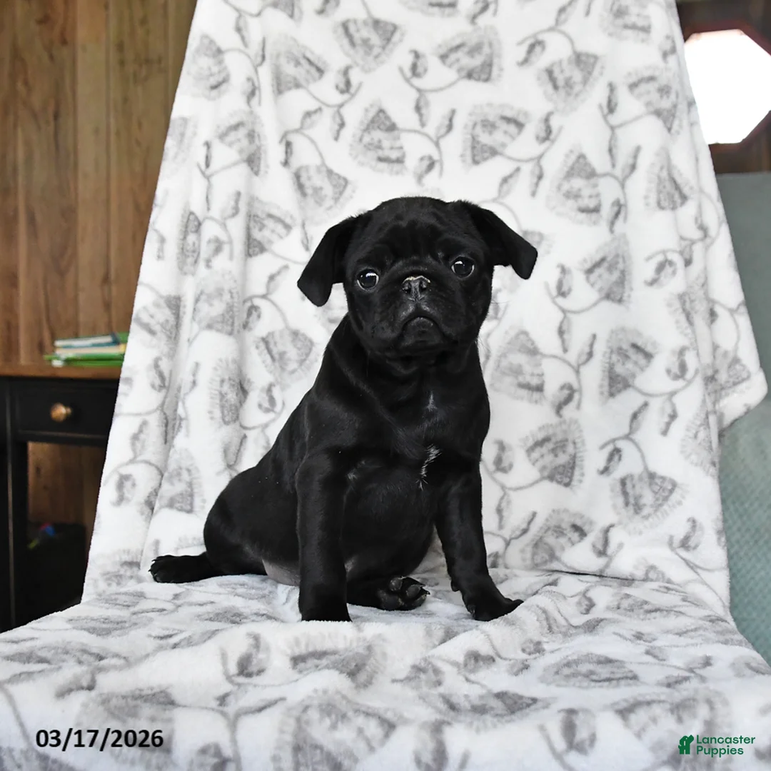 Pug dogs for sale: Raisin - Ad 2