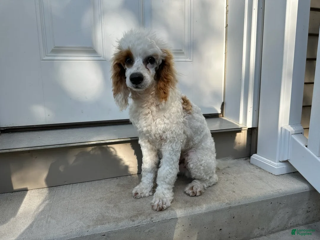Standard Poodle dogs for sale: Leo - Ad 1