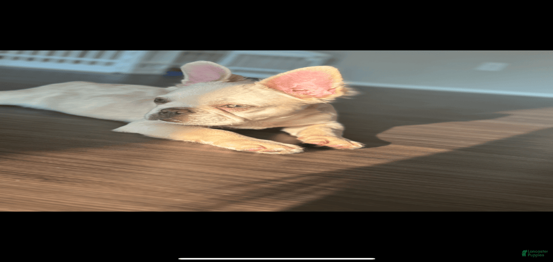 Gallery Image {{count}}