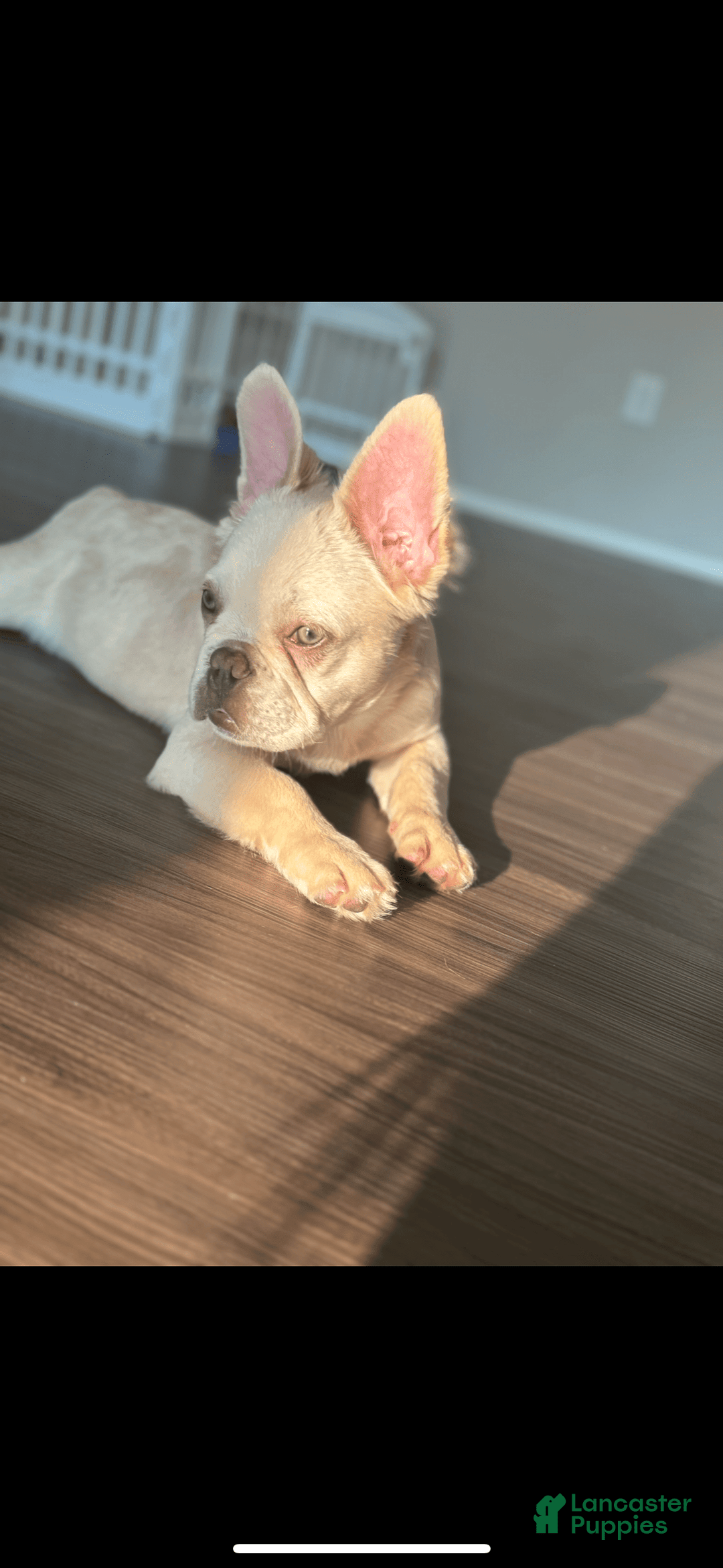 Gallery Image {{count}}