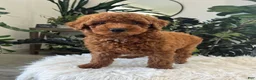 Mini Goldendoodle dogs for sale: Amelia  - Ad 4