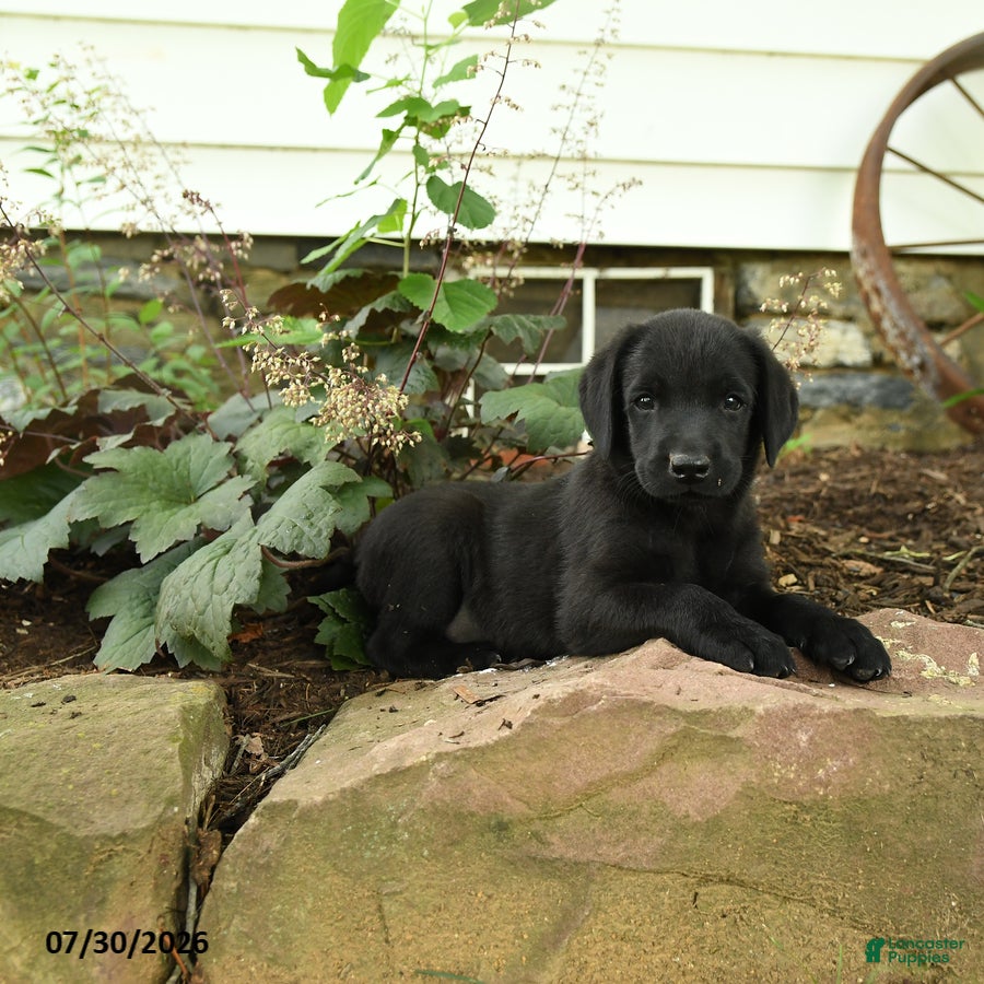 Labrador Retriever dogs Maverick - Ad 1