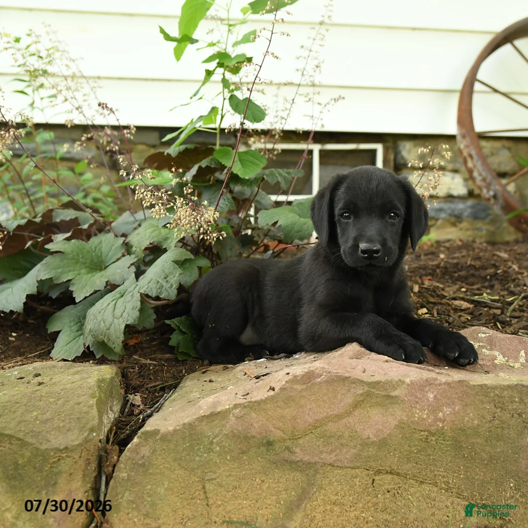 Labrador Retriever dogs for sale: Maverick - Ad 1