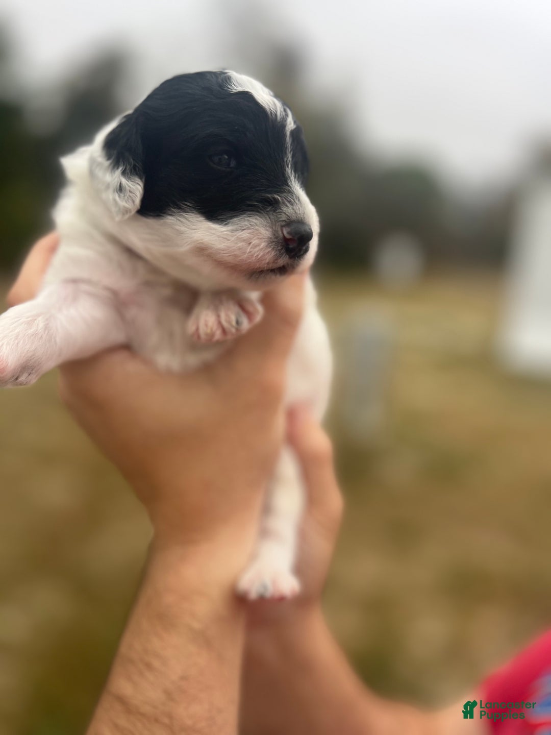 Mini Sheepadoodle dogs for sale: Blue-Glacier  - Ad 3