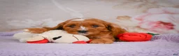 Cavapoo dogs for sale: Landon - Ad 6
