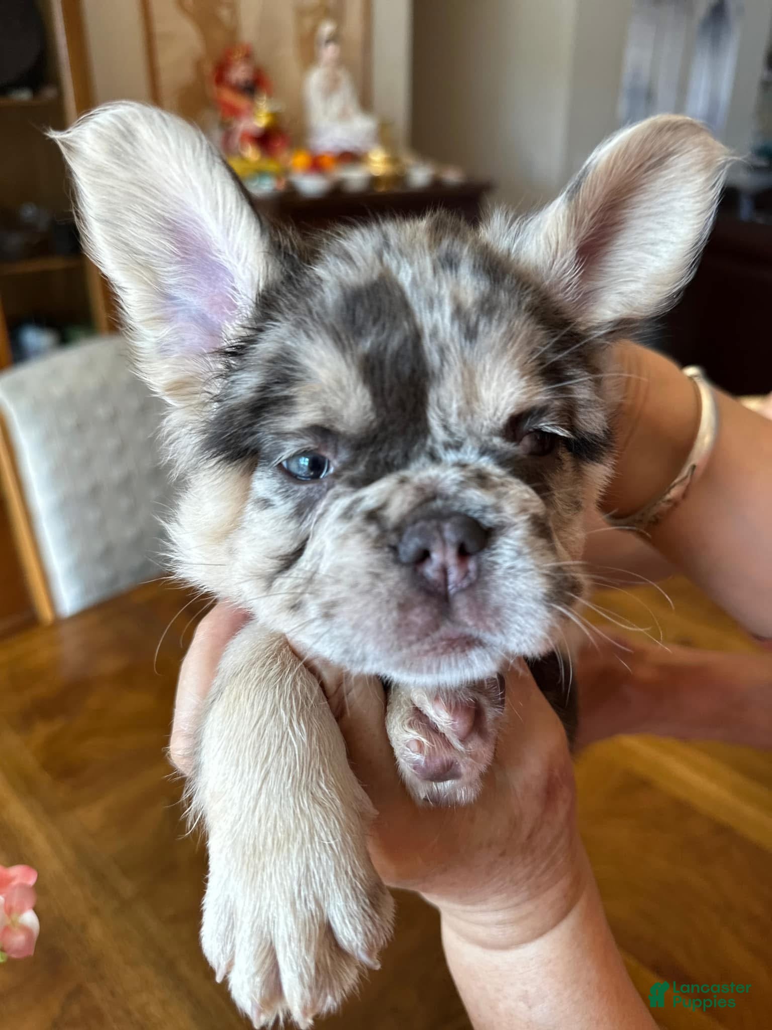 French Bulldog dogs French Bulldog Puppy 6 - Ad 26