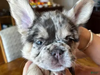 French Bulldog dogs French Bulldog Puppy 6 - Ad 26