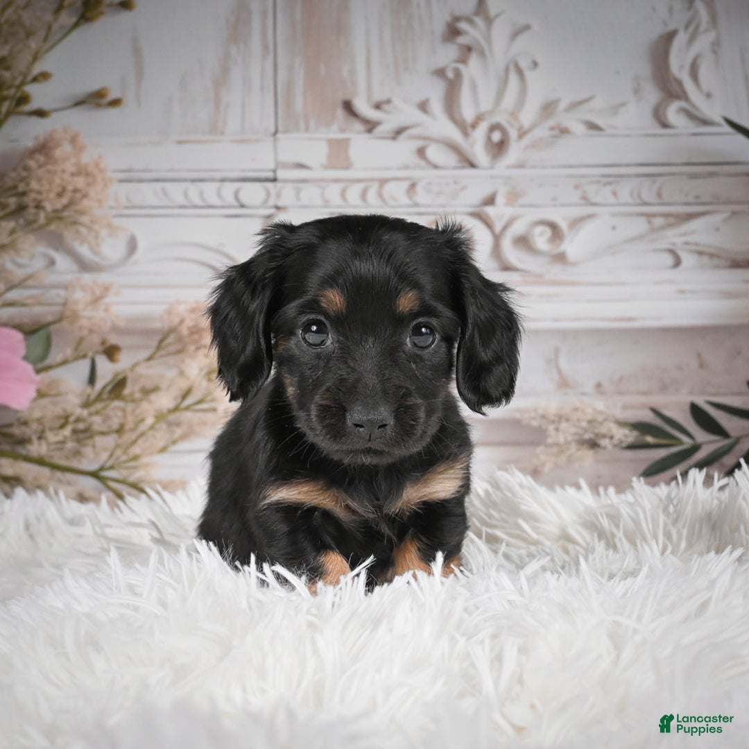 Miniature Dachshund dogs for sale: Panda-AKC - Ad 13