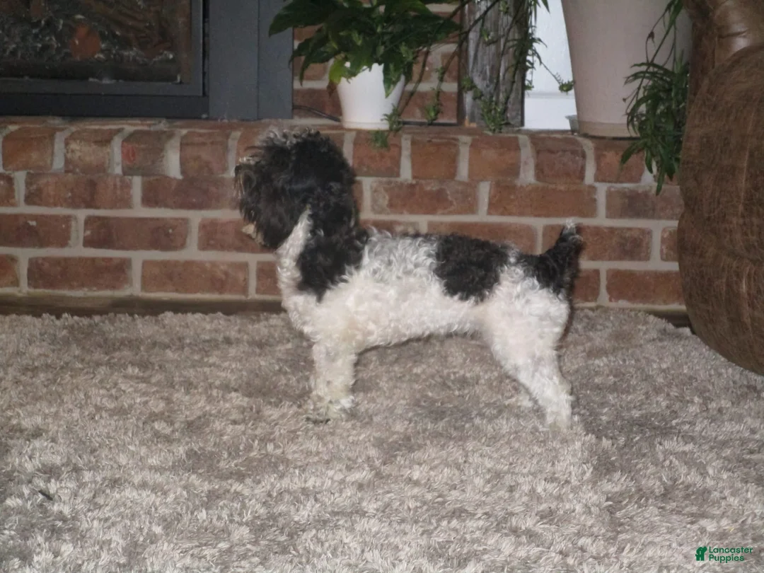 Gallery Image {{count}}