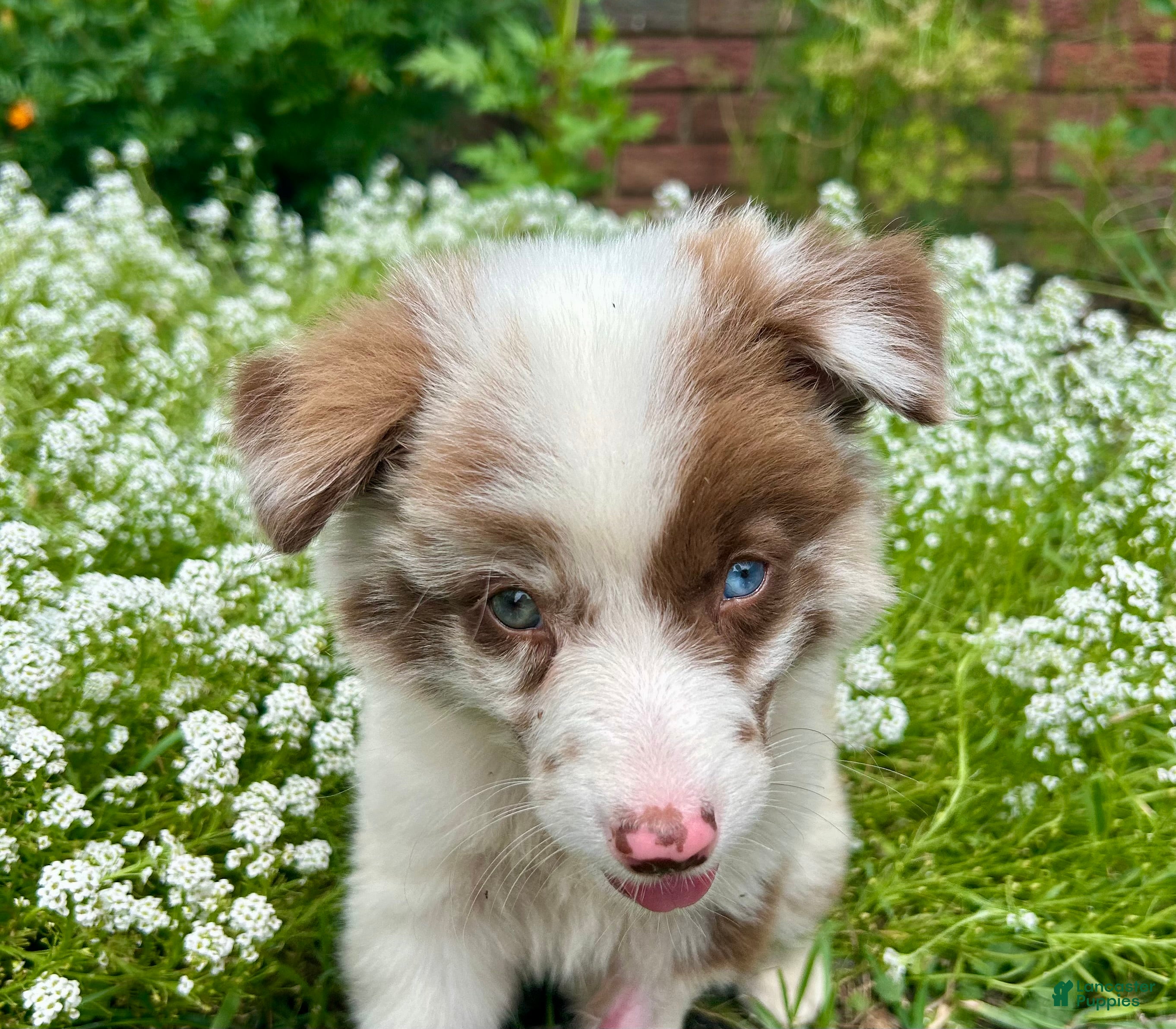 Australian Shepherd dogs Pearl - Ad 38