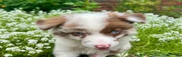 Australian Shepherd dogs for sale: Pearl - Ad 1