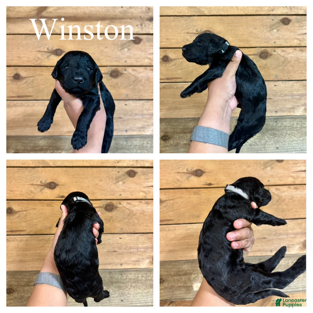 Goldendoodle dogs for sale: Winston- Standard F1B - Ad 1