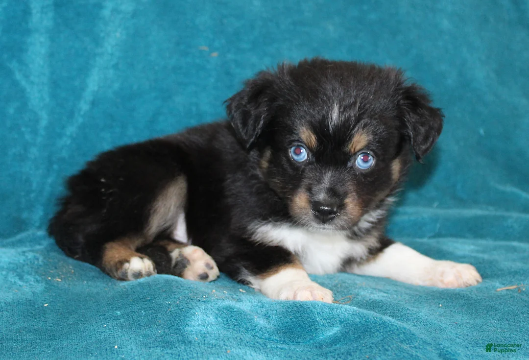 Miniature Australian Shepherd dogs for sale: Jasper - Ad 2