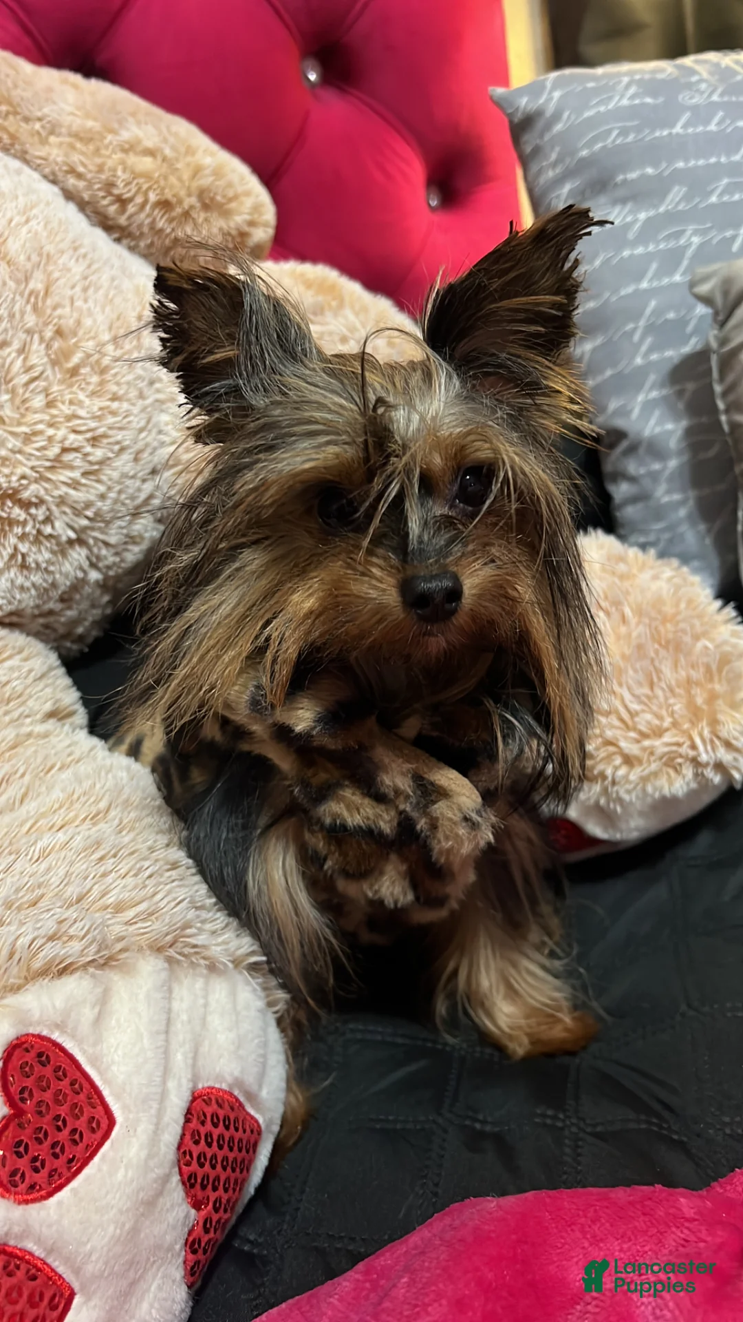 Yorkshire Terrier dogs for sale: Yorkshire Terrier Puppy 3 - Ad 2
