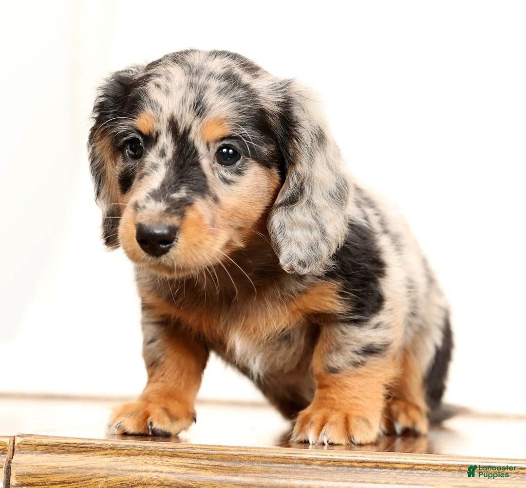 Miniature Dachshund dogs for sale: Ollie - Ad 9