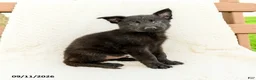 German Shepherd dogs for sale: Boone - Ad 5