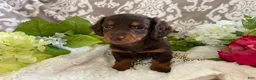 Miniature Dachshund dogs for sale: Mindy - Ad 11