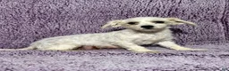 Havapoo dogs for sale: Mandy - Ad 6