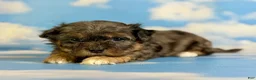 Pekapoo dogs for sale: June  - Ad 6