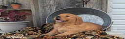 Golden Retriever dogs for sale: Mason - Ad 4