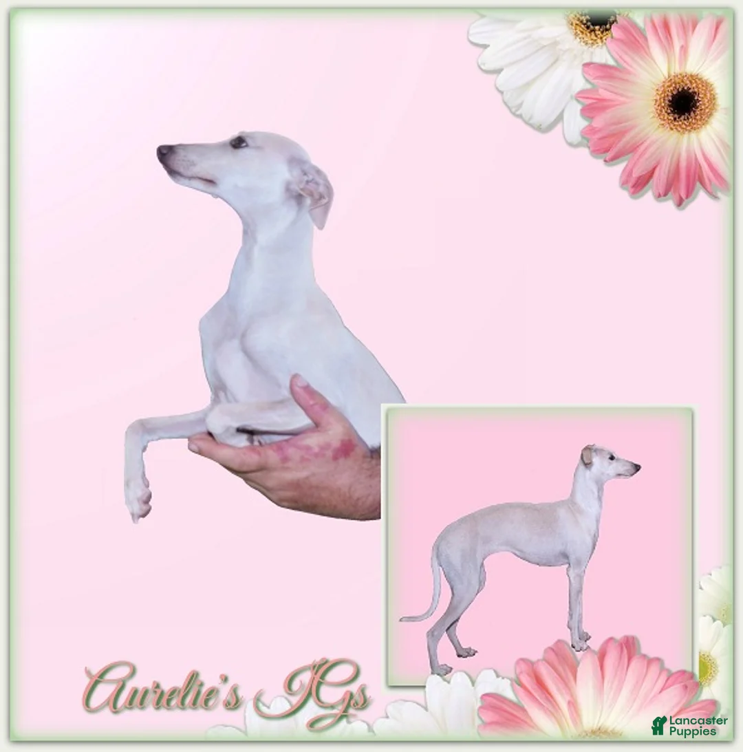Italian Greyhound dogs for sale: Dacari - Ad 6