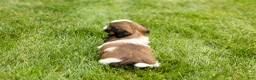 Shih Tzu dogs for sale: Gunner - Ad 8