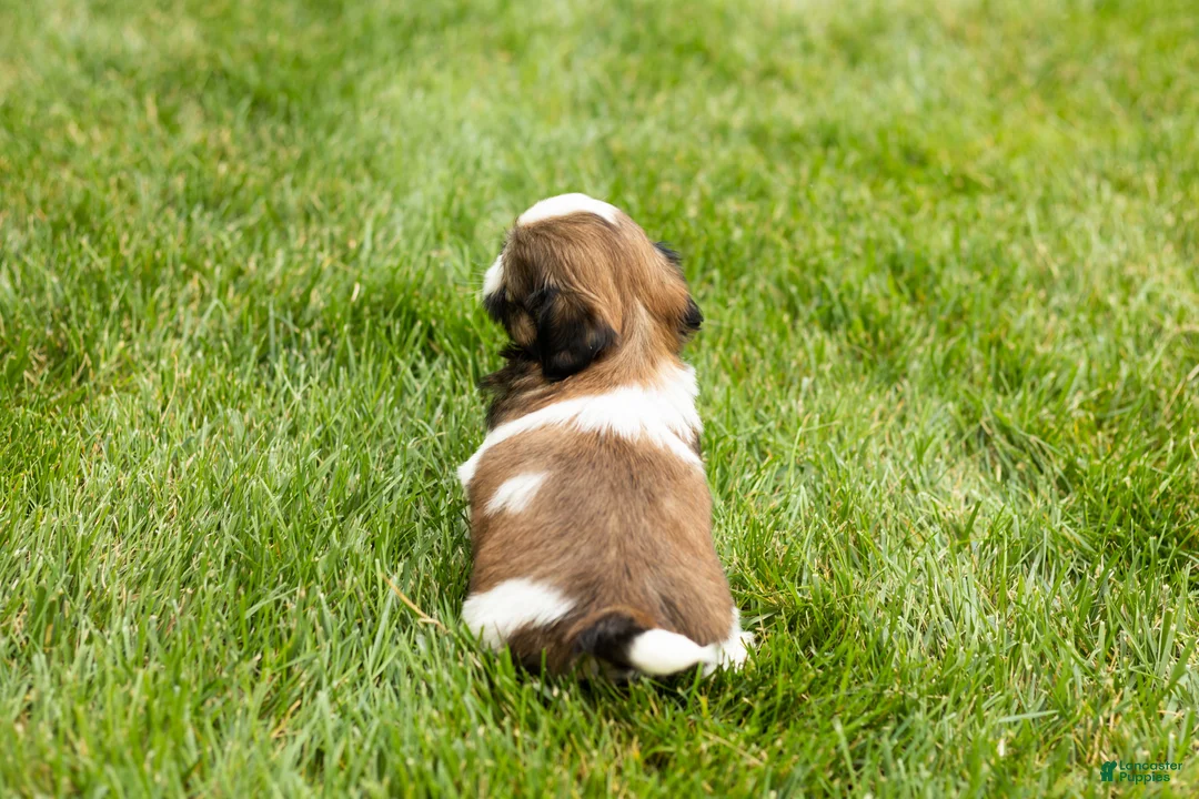Shih Tzu dogs for sale: Gunner - Ad 8