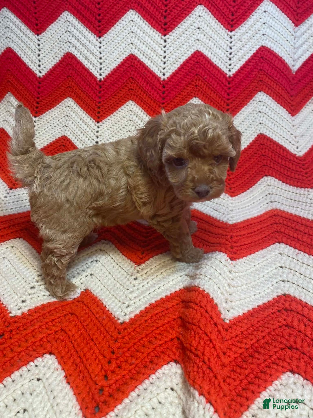 Maltipoo dogs for sale: Claudette - Ad 2