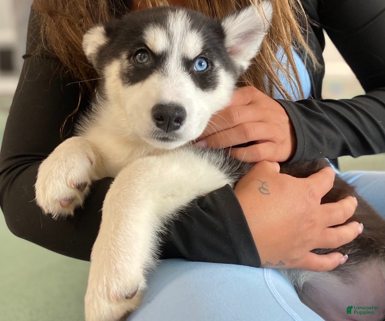 Mixed Breed dogs Princess - Ad 5