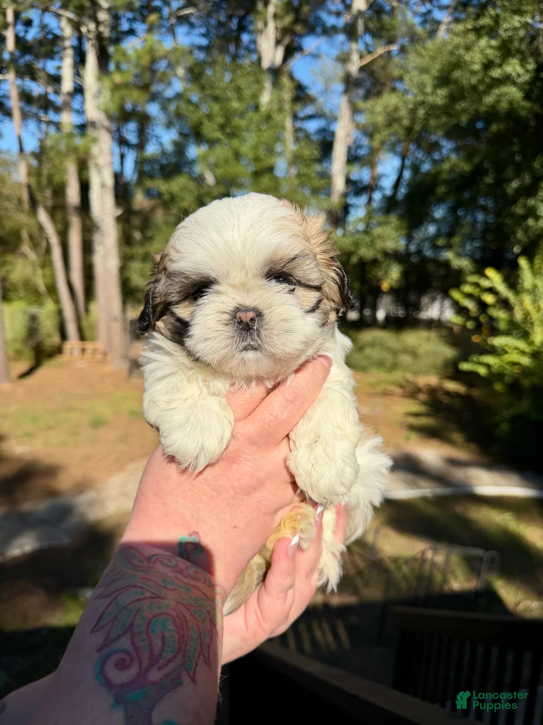 Shih Tzu dogs for sale: Sir Bentley - Ad 1