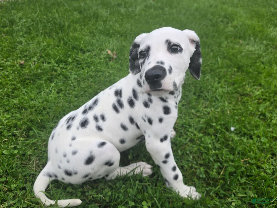 Dalmatian dogs for sale: Dalmatian Female 2 - Ad 3