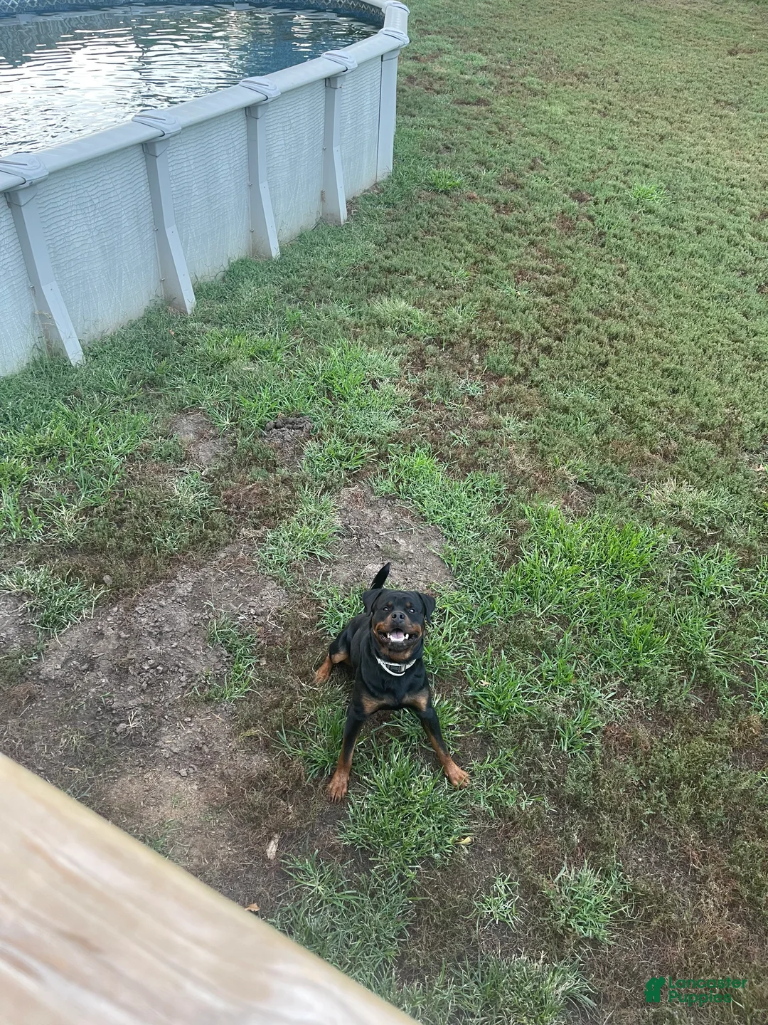 Rottweiler dogs for sale: Green collar boy  - Ad 9