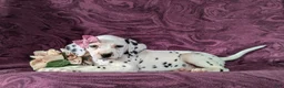 Dalmatian dogs for sale: Kiersten - Ad 5