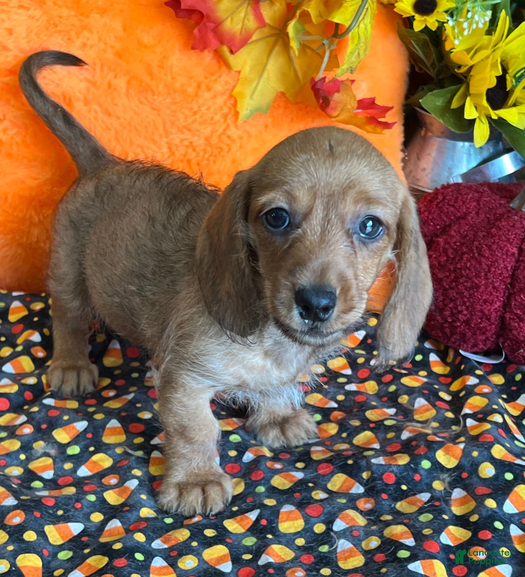 Dachshund dogs for sale: Sybil - Ad 3