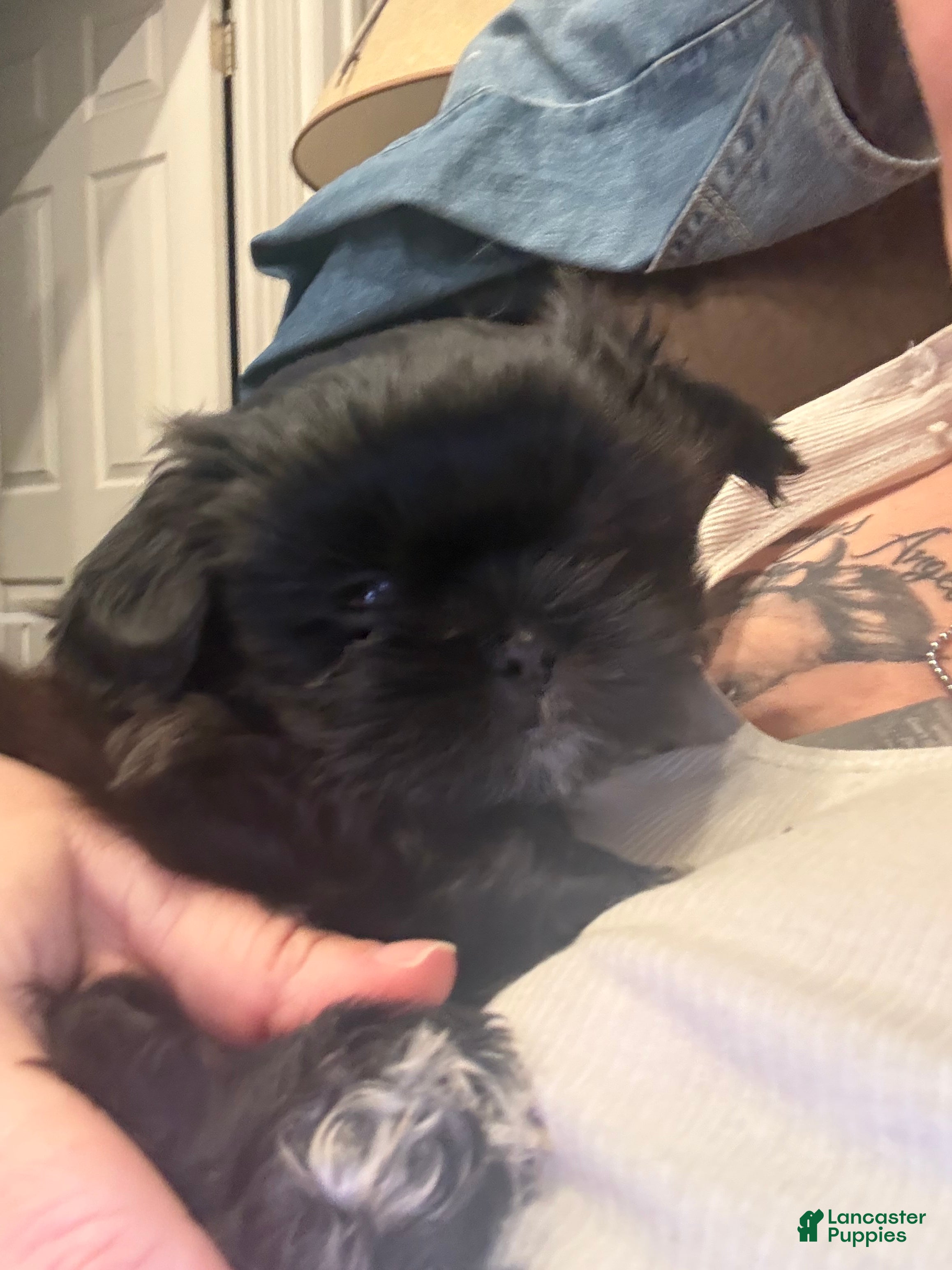 Shih Tzu dogs Raven - Ad 19