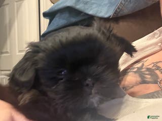 Shih Tzu dogs Raven - Ad 20