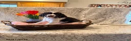 English Springer Spaniel dogs for sale: Peace - Ad 3