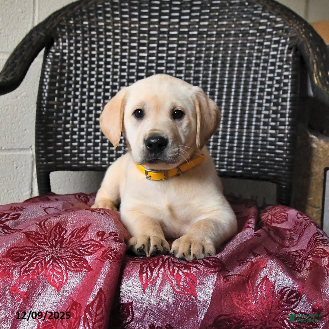 Labrador Retriever dogs for sale: Banjo - Ad 5