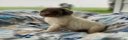Standard Poodle dogs for sale: Maple - Ad 5