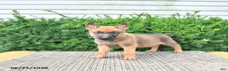 Mixed Breed dogs for sale: Arlo - Ad 3