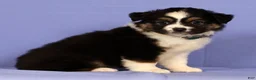 Miniature Australian Shepherd dogs for sale: Kari - Ad 2