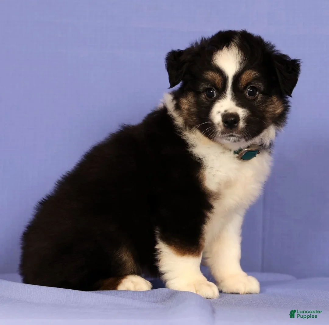 Miniature Australian Shepherd dogs for sale: Kari - Ad 2