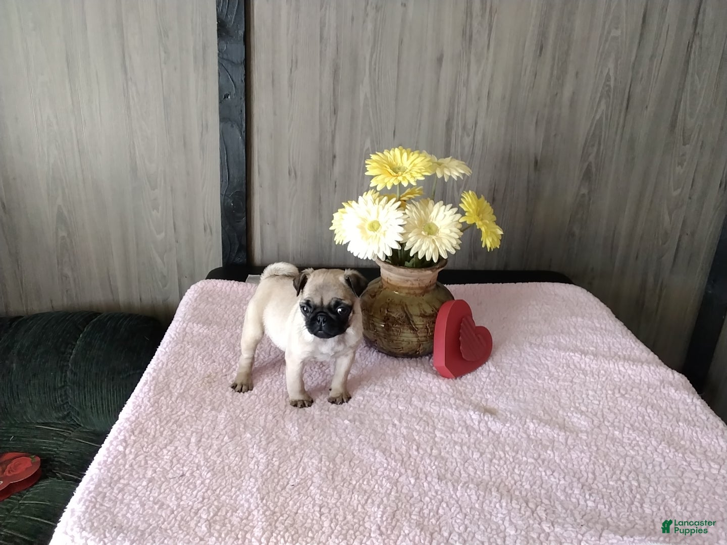 Pug dogs Pug Puppy 1 - Ad 9
