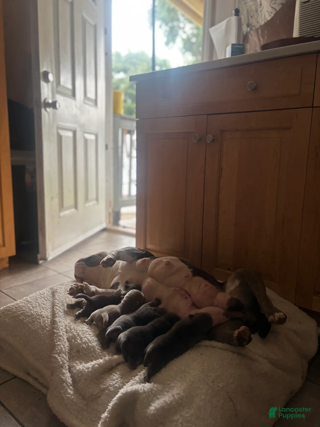 American Bully dogs for sale: American Bully 1 - Ad 27