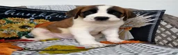 Saint Bernard dogs for sale: Macks - Ad 4