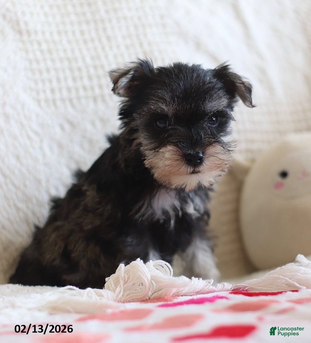Miniature Schnauzer dogs Shania - Ad 2