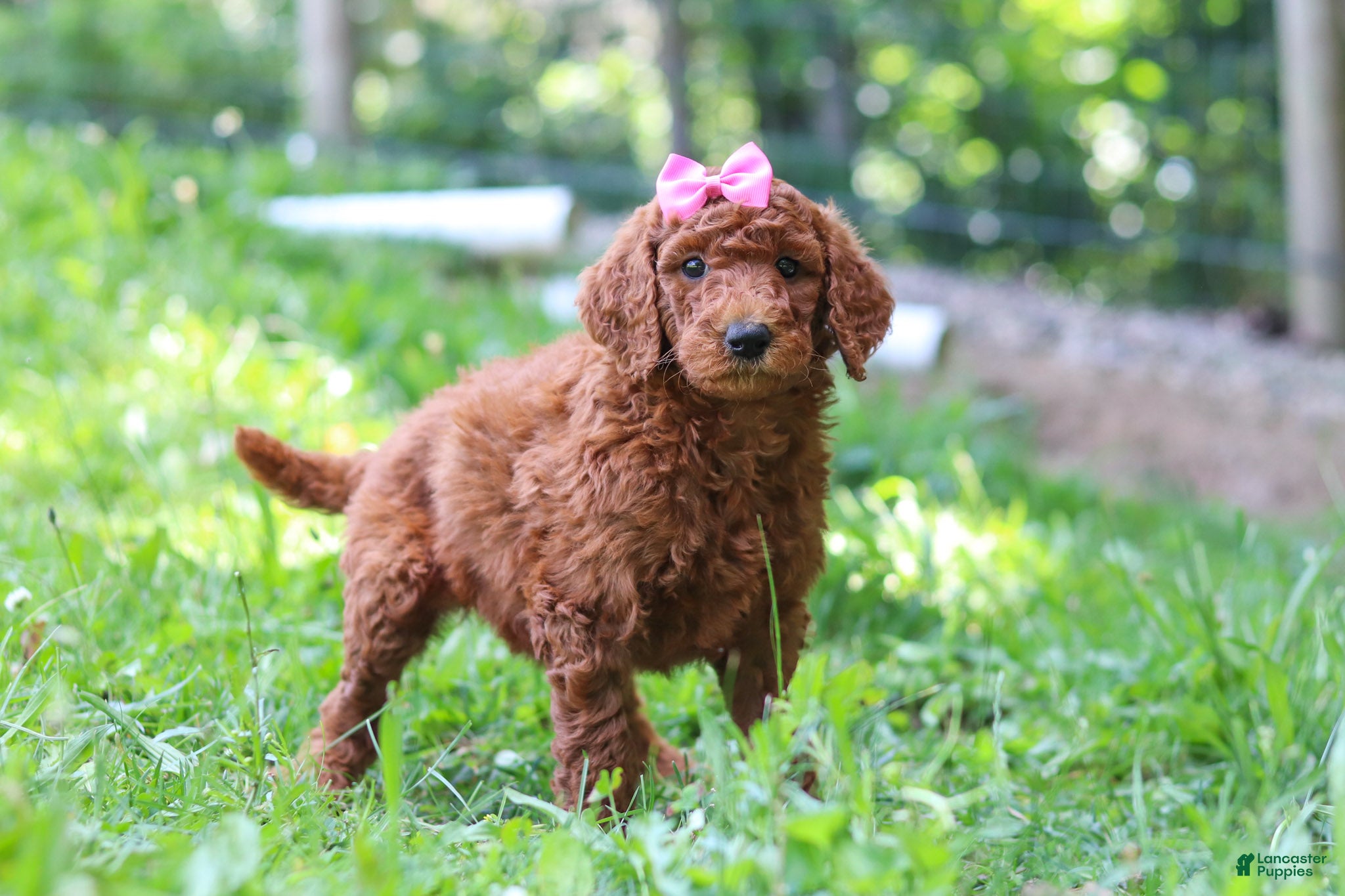 Standard Poodle dogs Nicole AKC - Ad 2
