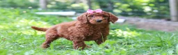 Standard Poodle dogs for sale: Nicole AKC - Ad 2